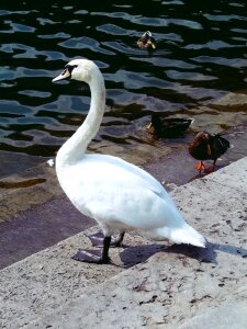 Nature animal bird