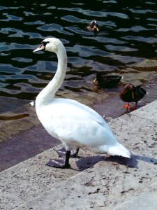 Nature animal bird photo