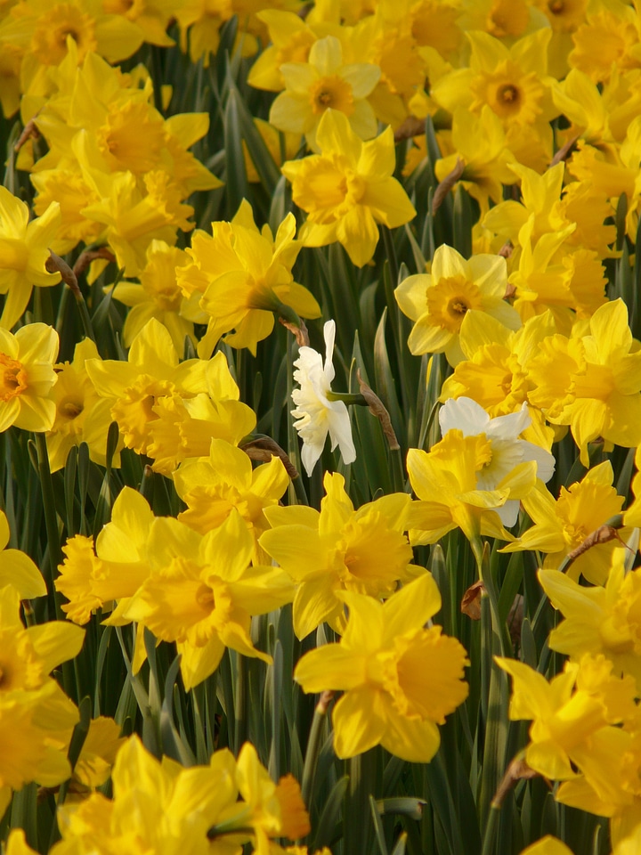 Plant flowers spring