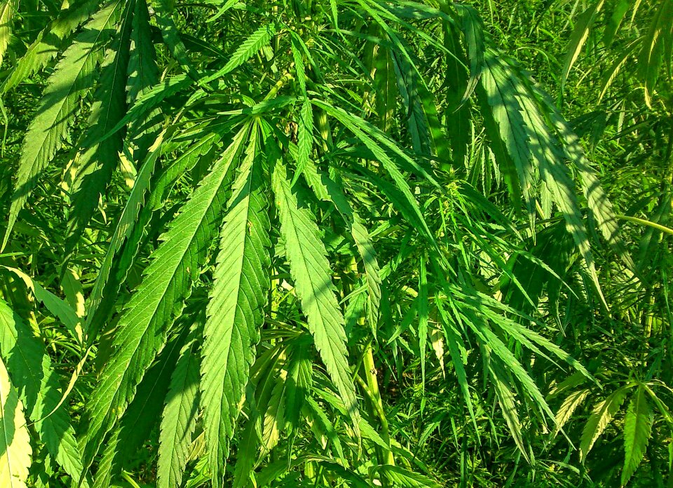Agriculture green medical green industry