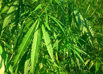 Agriculture green medical green industry