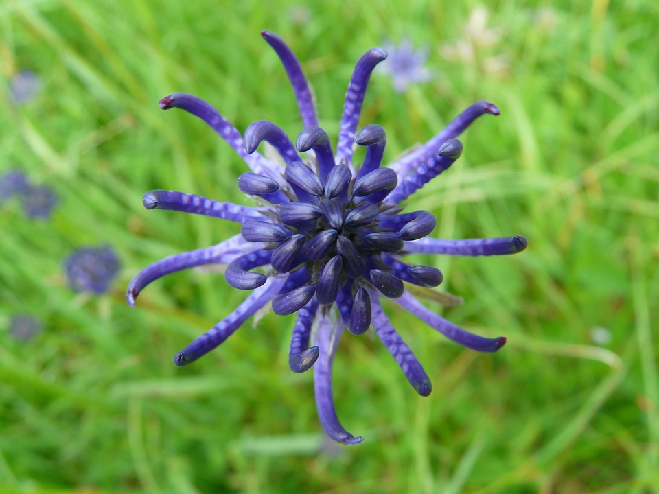 Bloom spring spring flower