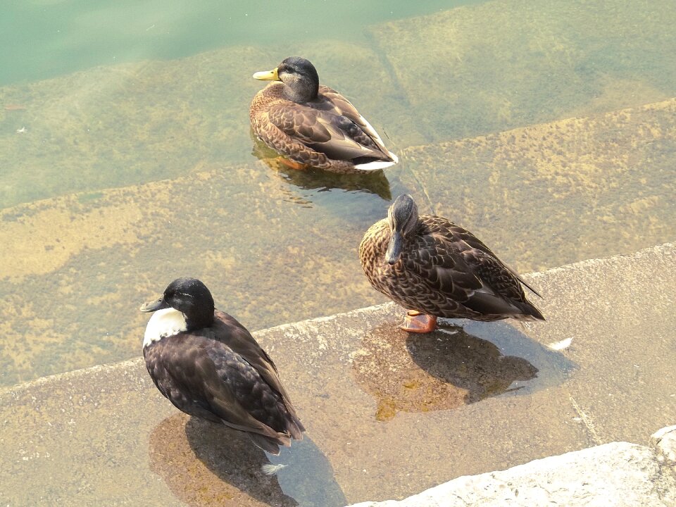 Animal water bird plumage