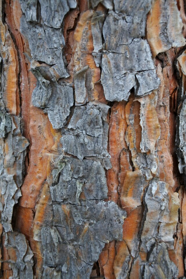 Bark nature branch