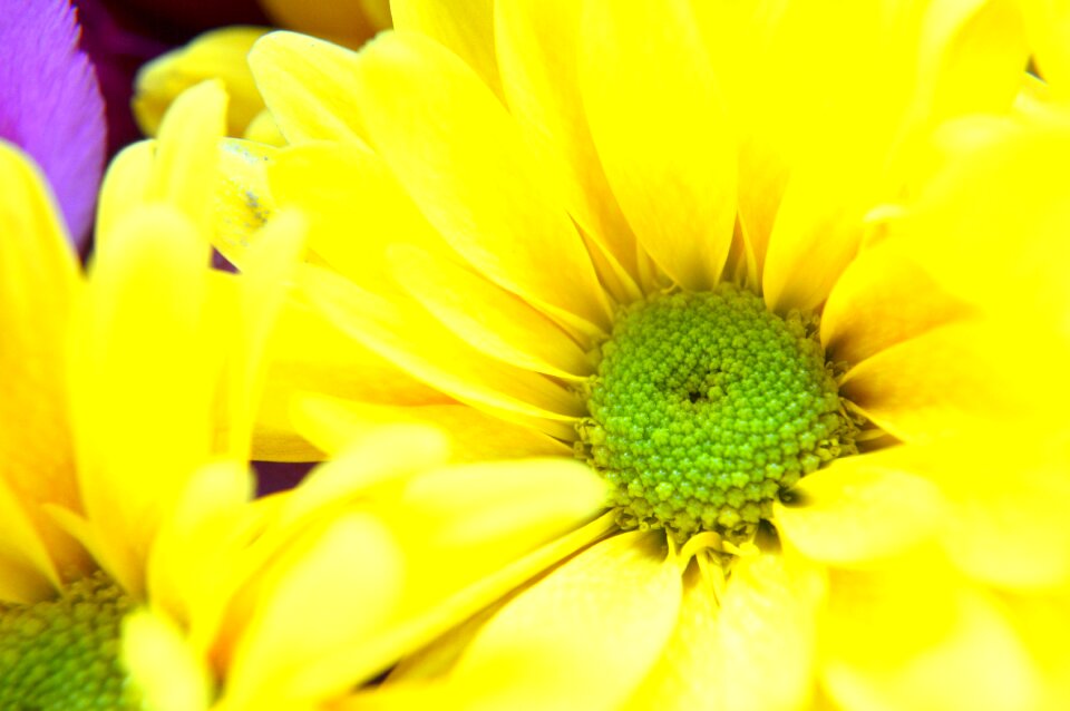 Blossom summer plant