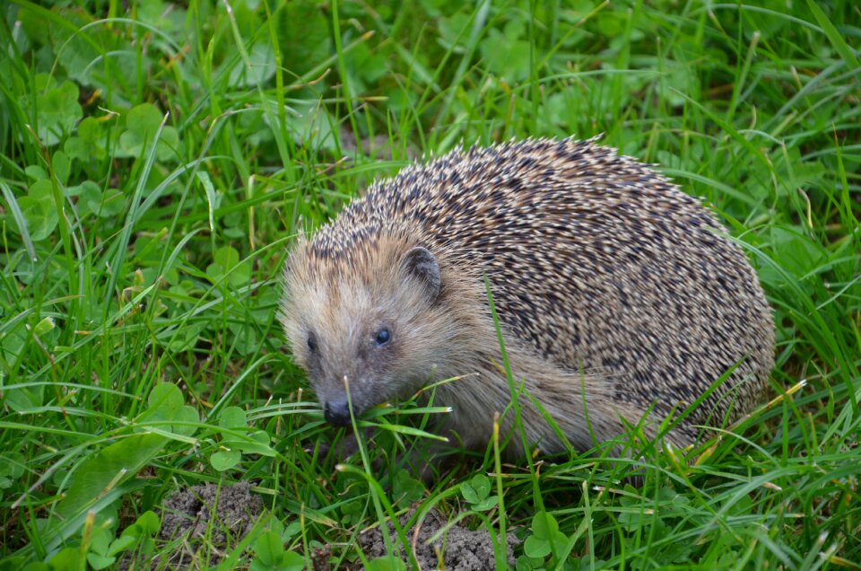 Hedgehog autumn hannah