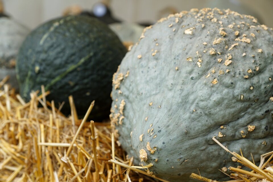 Healthy grey hay