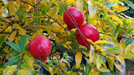 Pomegranate fruit bazaar