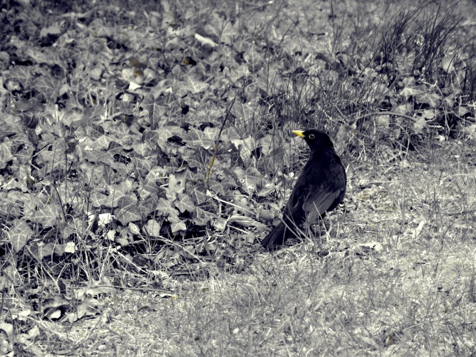 Blackbird animal nature