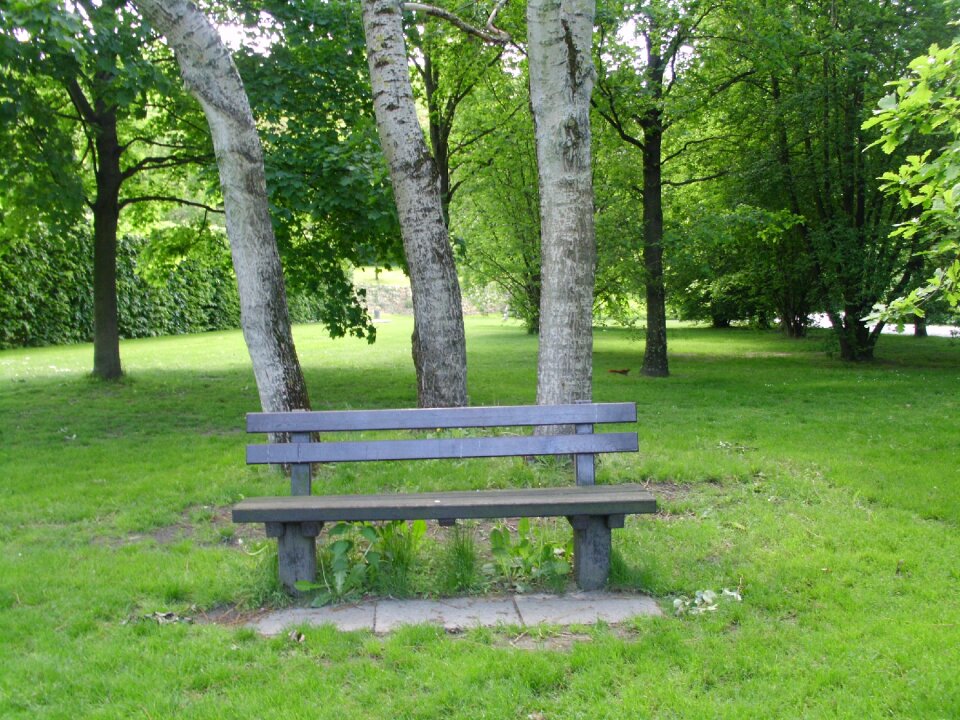 Nature forest trees