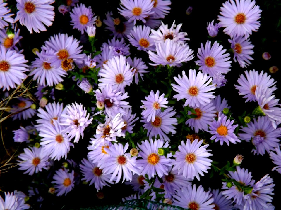 Violet pink daisy