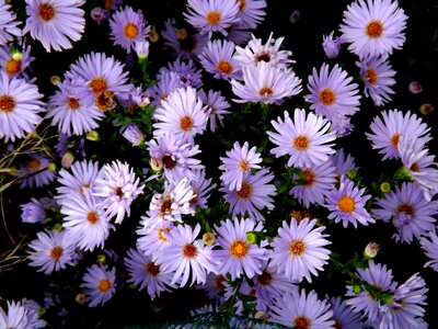 Violet pink daisy