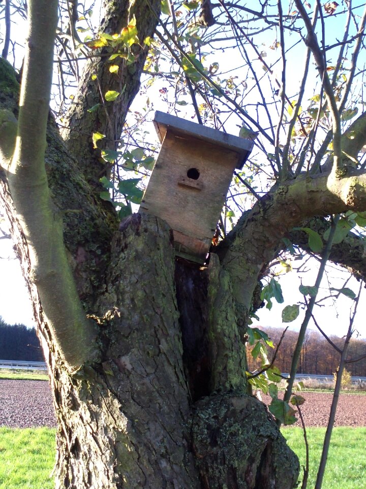 Orchard log nature