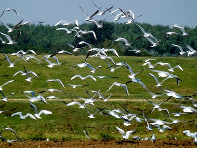 Forest nature field