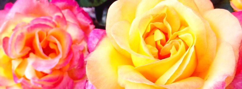 Bloom flower plant