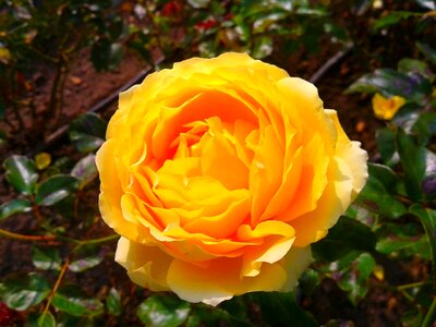 Rose plant garden