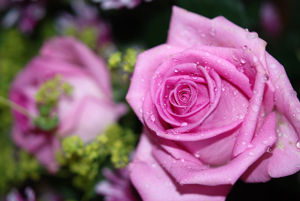 Rose drops drops plant