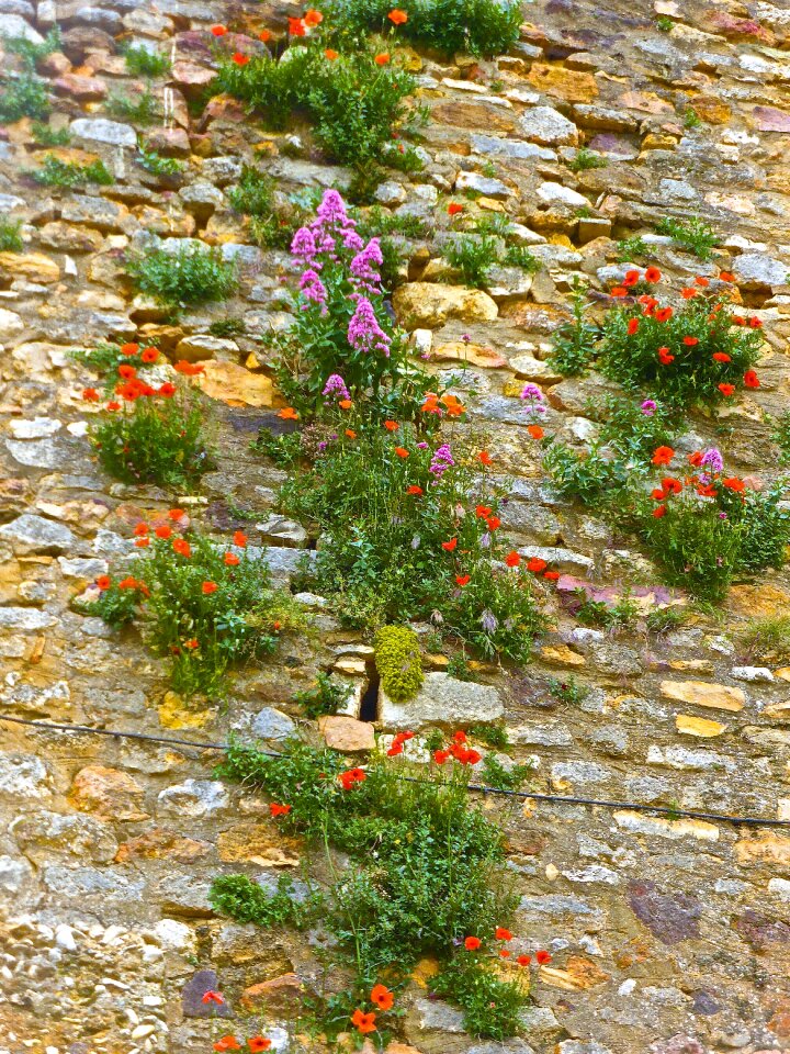 Blooming colorful nature