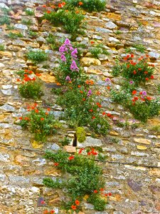 Blooming colorful nature