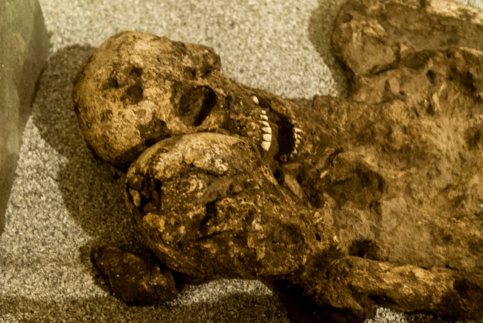 Museum exposure skeleton