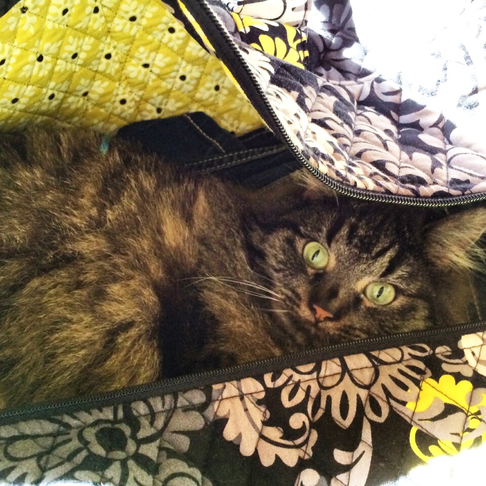 Pet domesticated kitten