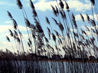 Landscape waters plant