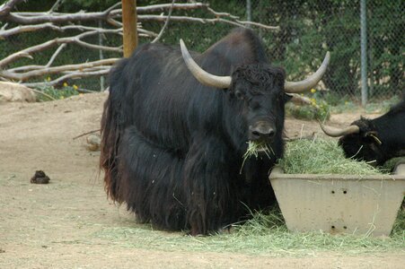 Eating hay
