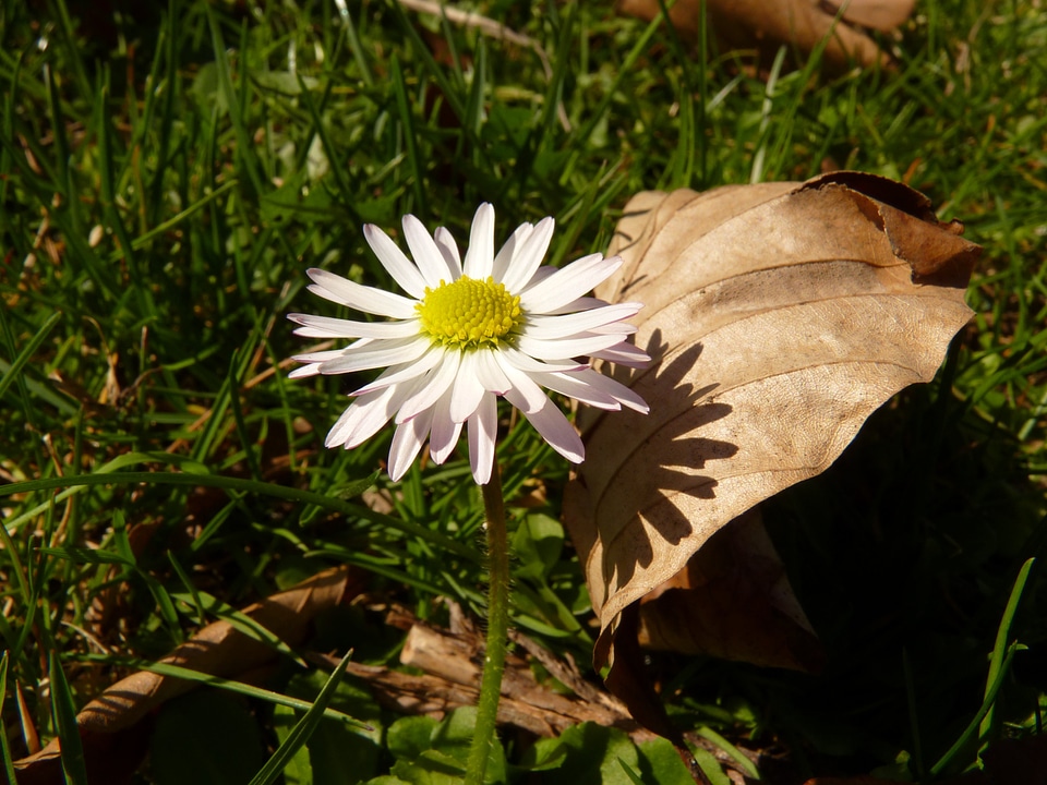 Daisy flower plant