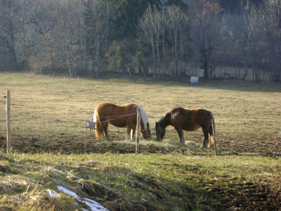 Horses france wild