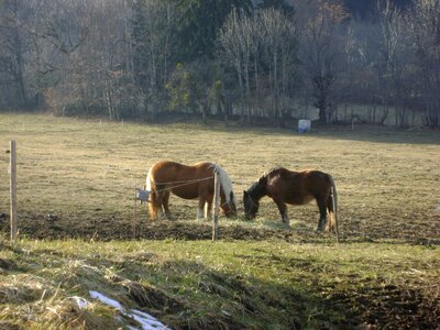 Horses france wild