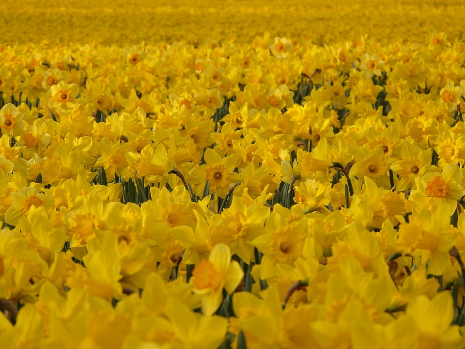 Plant flowers spring