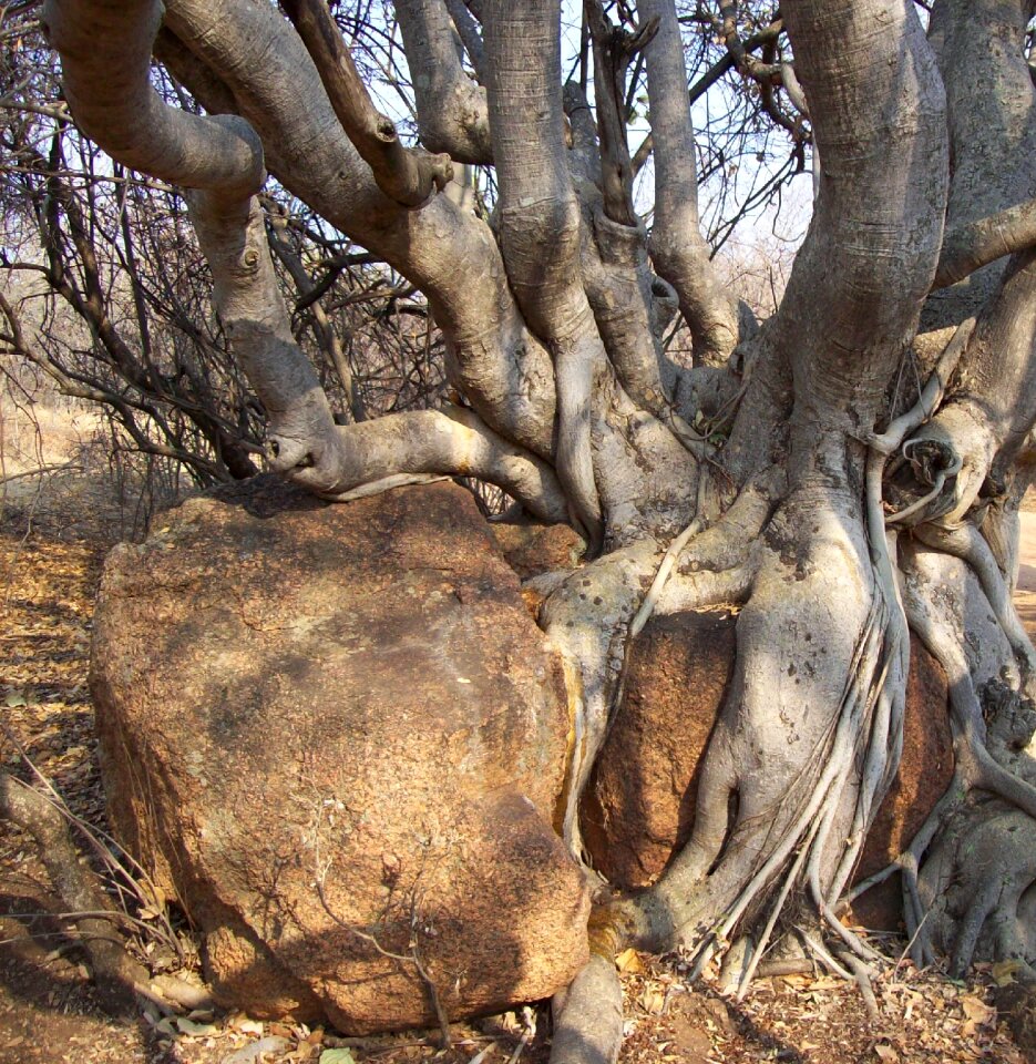 Branches thorn nature