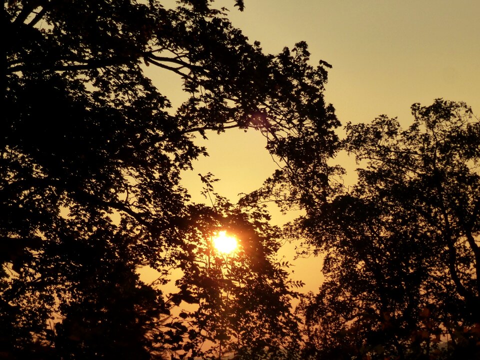 Orange sun orange sky trees