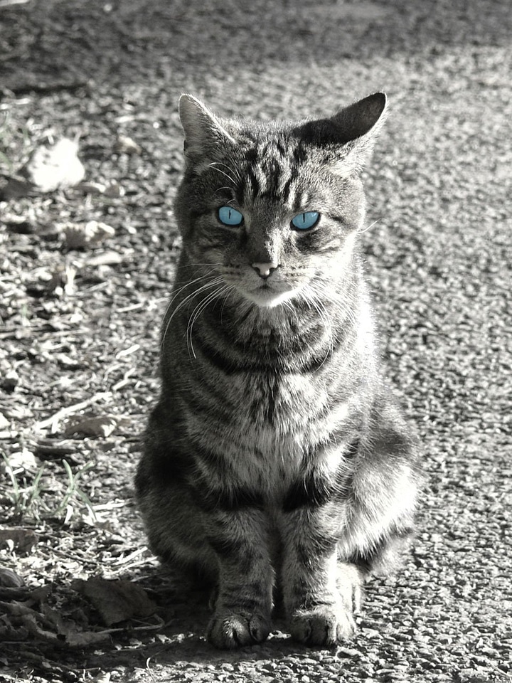 White picture animal