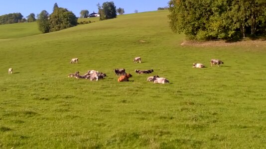 Pasture nature livestock photo