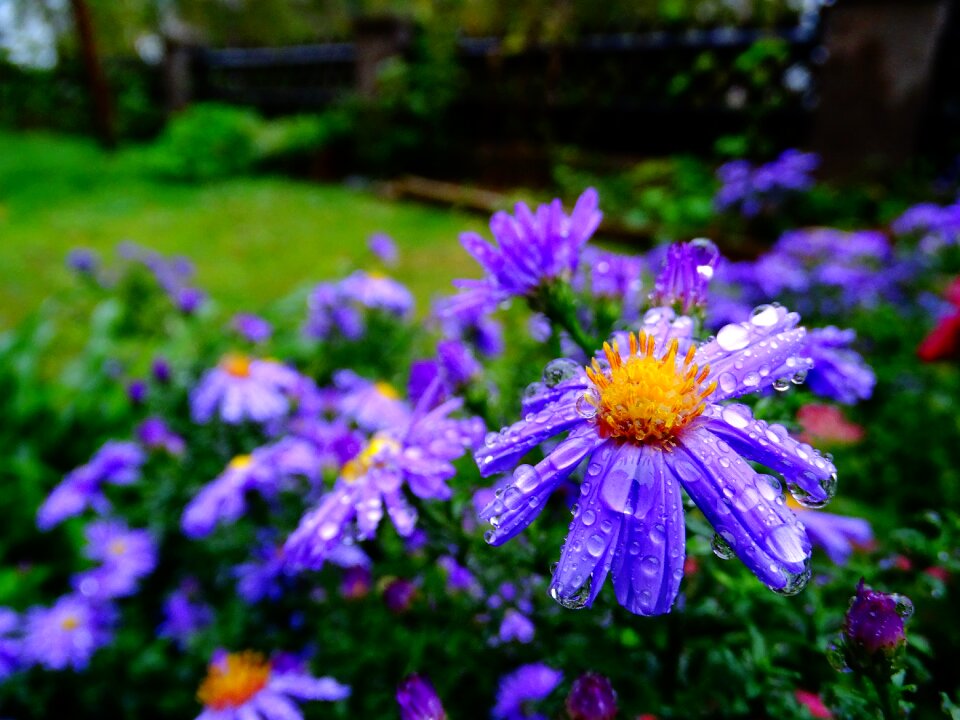 Garden nature purple