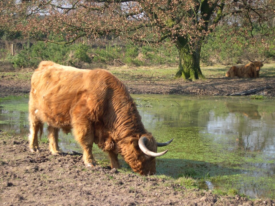 Scottish highlanders forest wild