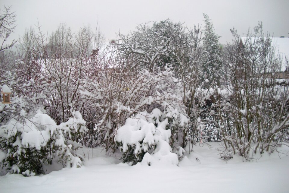 Snow snowflake winter