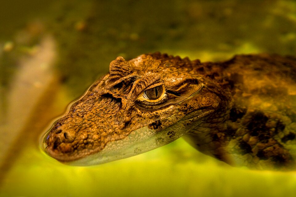 Reptile nature animal