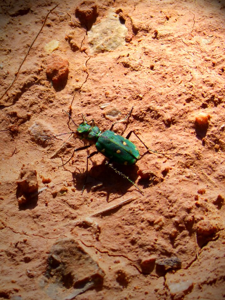 Green beetle small