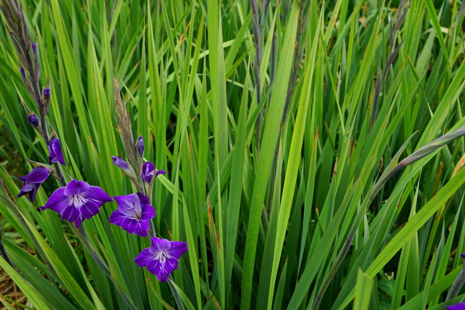 Green pasture green grass