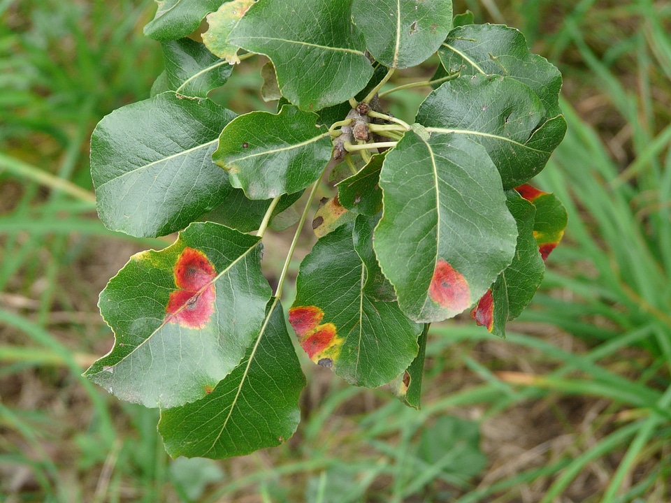 Infestation ill gymnosporangium fuscum