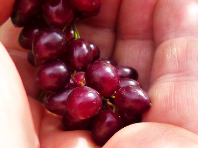 Detail ecological fruit