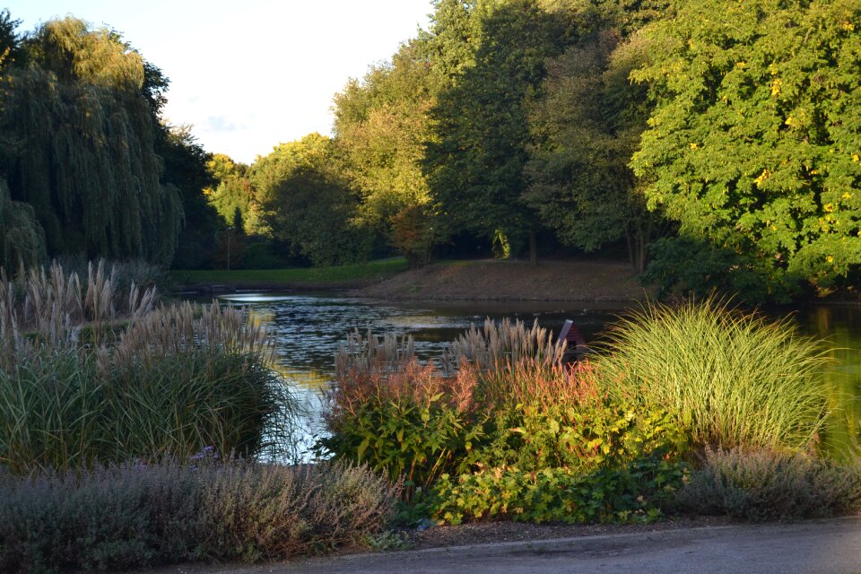 Nature plant landscape