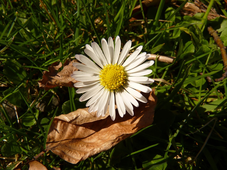 Daisy flower plant