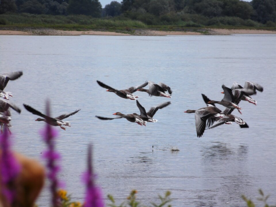 Fly flying birds