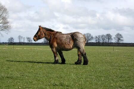 Horses animals belgians