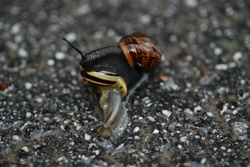 Snails nature close-up