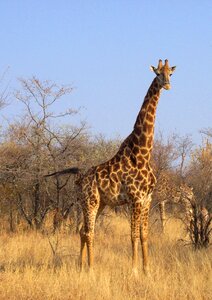 Wild mammal nature