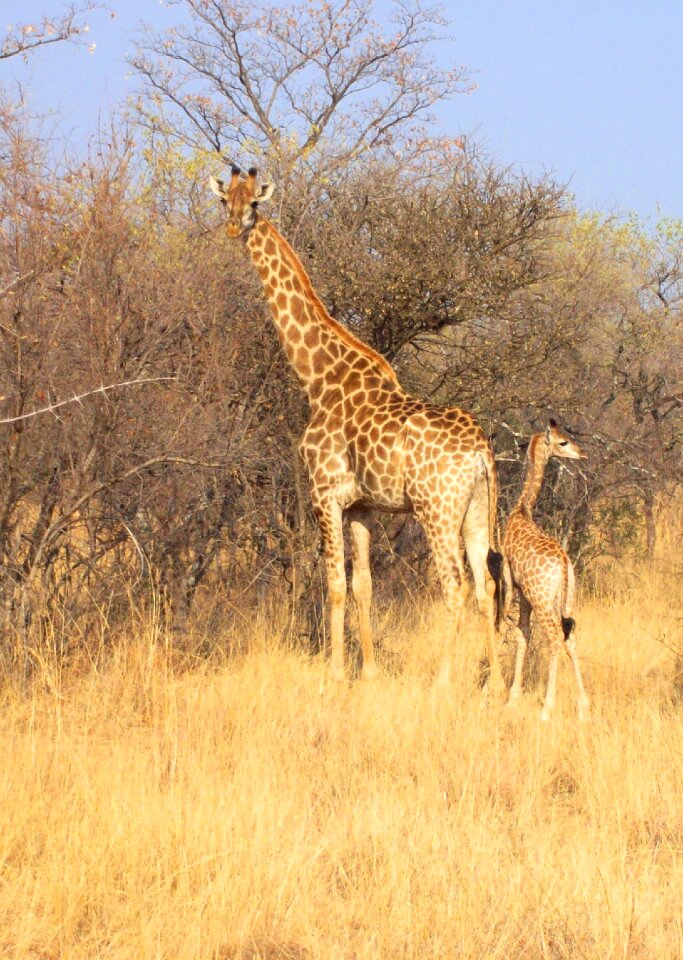 Wild mammal nature